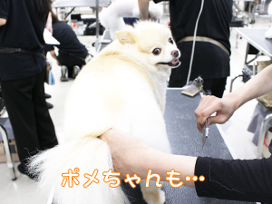 プロトリマーを目指して！